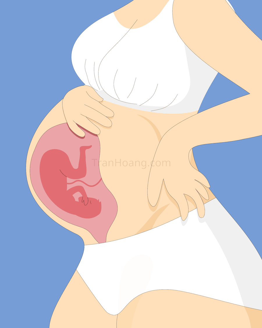 Bảo hiểm thai sản 2026: Quyền lợi và thủ tục đăng ký - Quyền lợi bảo hiểm thai sản 2024